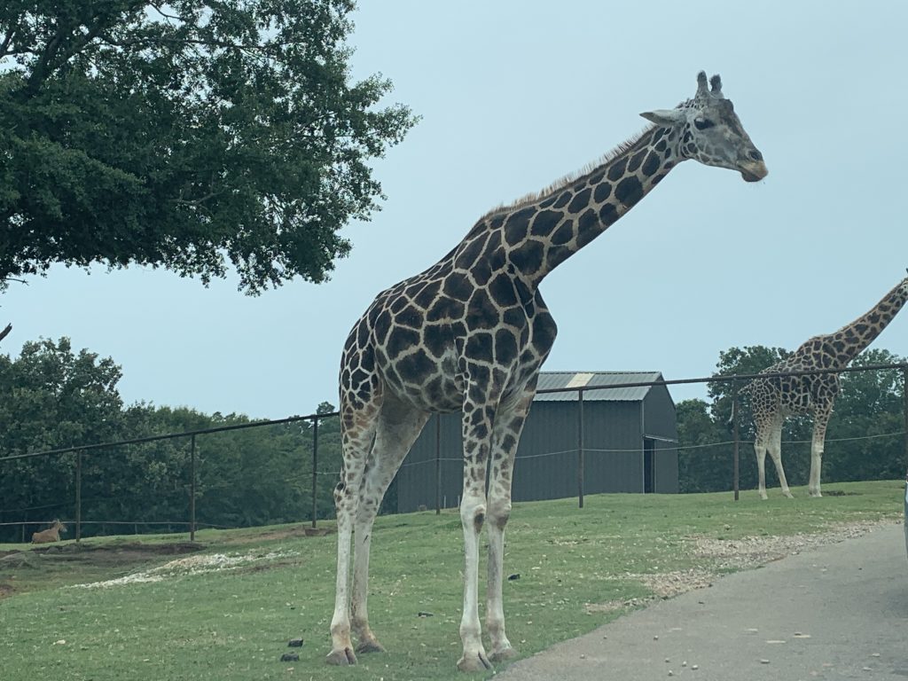 Wild Animal Safari - Pine Mountain, GA - Parshi Singh